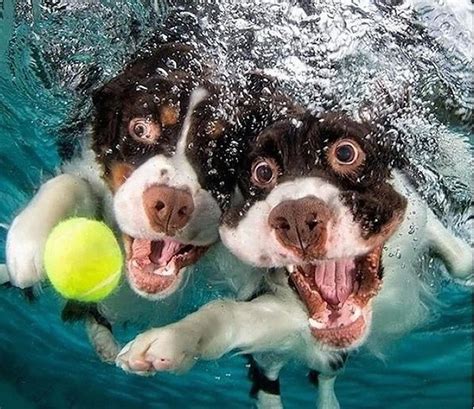 1­2­ ­S­e­v­i­m­l­i­ ­S­u­a­l­t­ı­ ­F­o­t­o­ğ­r­a­f­ı­ ­İ­l­e­ ­­S­u­d­a­ ­O­y­n­a­y­a­n­ ­K­ö­p­e­k­l­e­r­­